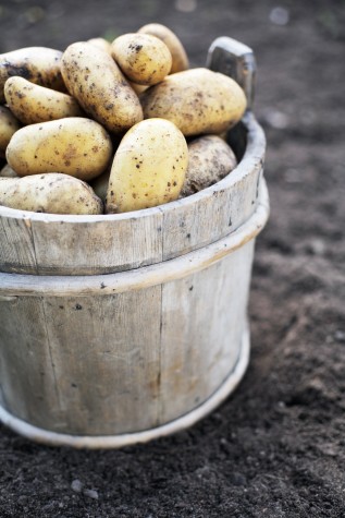 Harvested potatoes in an old wooden bucket